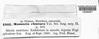 Massarina eburnea image